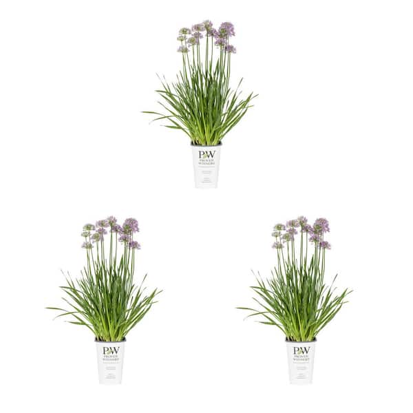 METROLINA GREENHOUSES 2.5 qt. Proven Winners Allium Serendipity