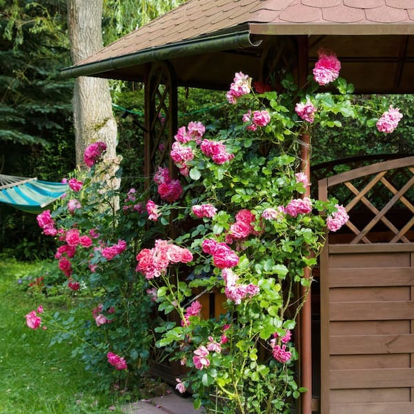 national PLANT NETWORK Bare Root Rose Climbing Zephirine Drouhin