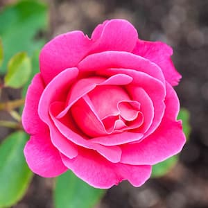 3 Gal. Pot, Pink Flowering Peace Hybrid Tea Rose, Live Potted Flowering Plant (1-Pack)