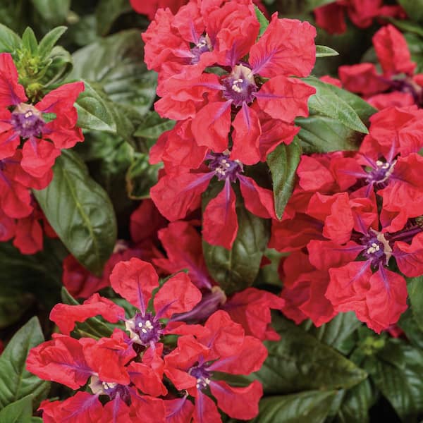 Proven Winners 4.25 in. Eco+ Grande Totally Tempted Watermelon Wine Cuphea (Procumbens) Live Annual Plant with Red Flowers 4-Pack