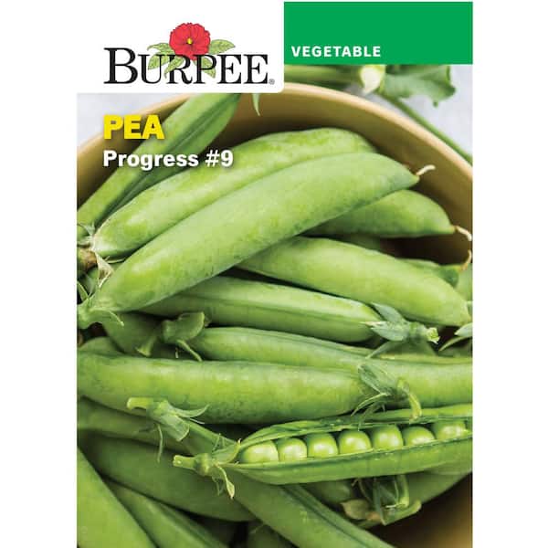 Burpee Pea Shelling Progress #9 Seed