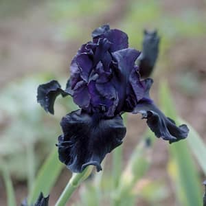 2 QT Iris 'Tuxedo' Purple Perennial Plant