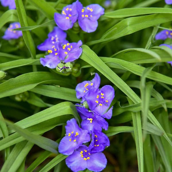 Gardens Alive! 2.50 Qt. Pot, Amethyst Kiss Spiderwort (Tradescantia) Potted Flowering Perennial Plant (1-Pack)