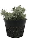 6 in. Black Round Cup with Slotted Black Plastic Mesh Net Pot (25-pack)