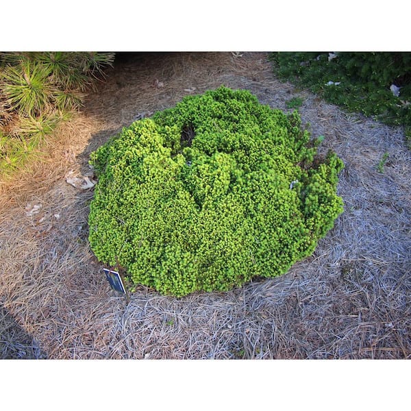 Online Orchards 1 Gal. Little Gem Norway Spruce Shrub Richly