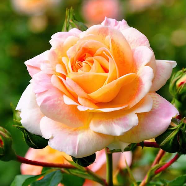 national PLANT NETWORK Bareroot Helen Hayes Hybrid Tea Rose (2-Piece)  HD1432 - The Home Depot