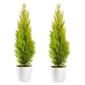 1-Gal. Lemon Cypress Tree with Citrusy Aroma and Golden Evergreen Foliage (2-Pack)