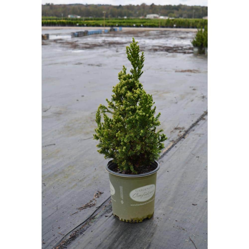 Vigoro 2 Gal. Cryptomeria Japonica Black Dragon 11888 - The Home Depot