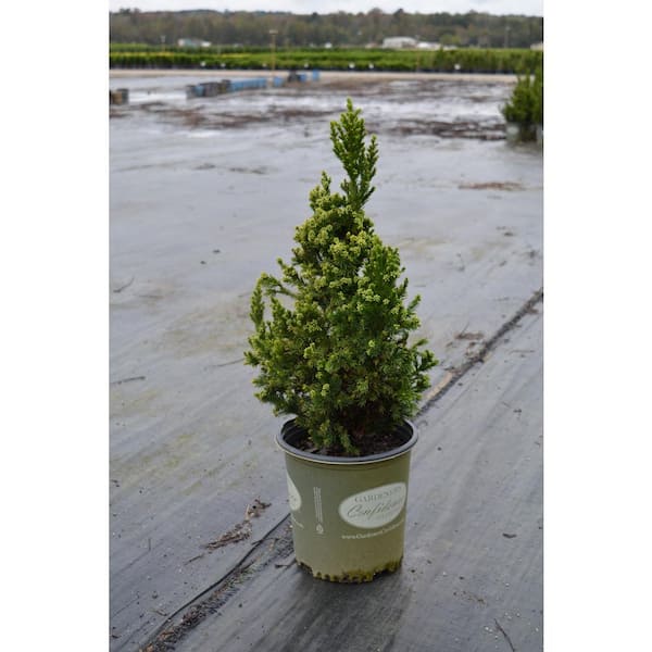 2 Gal. Cryptomeria Japonica Black Dragon