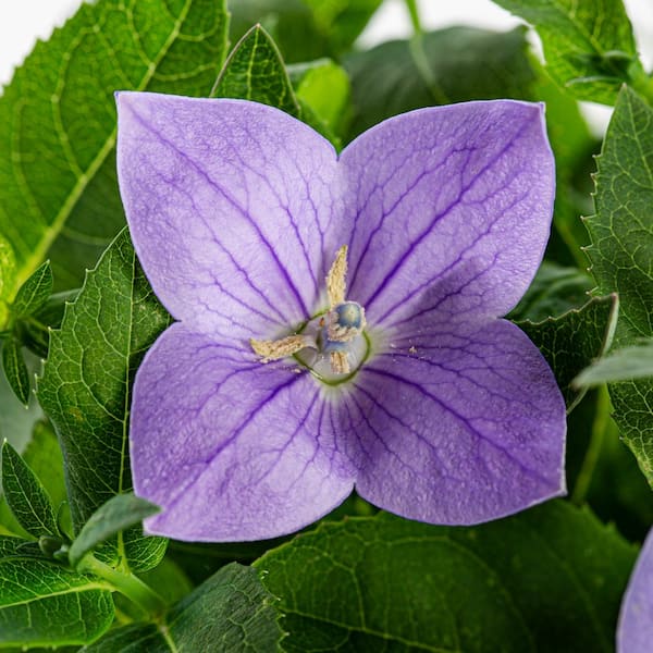 バルーンフラワー METROLINA GREENHOUSES 2.5 Qt. Twinkle Blue Balloon Flower Plant