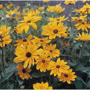 3 in. Indian Summer Yellow Bloom Rudbeckia Plant (3-Piece)