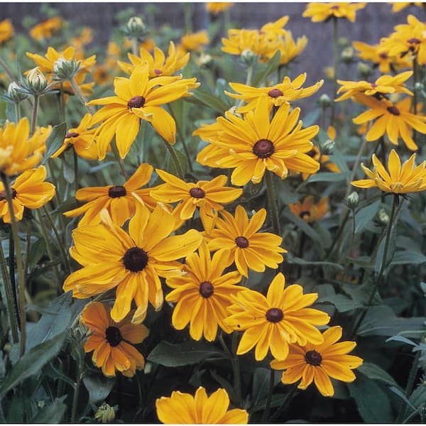 national PLANT NETWORK 3 in. Indian Summer Yellow Bloom Rudbeckia Plant (3-Piece)