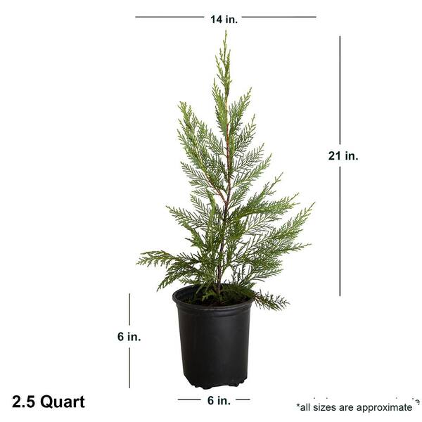 FLOWERWOOD 2.5 Qt. Leyland Cypress, Live Evergreen Shrub, Rich