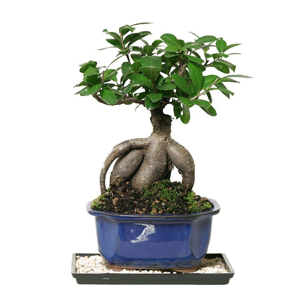 Brussel S Bonsai Gensing Grafted Ficus Indoor Ct 7012gmf The Home Depot