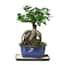 https://images.thdstatic.com/productImages/d6db5077-e7ce-4d71-9514-61cc61bb6104/svn/brussel-s-bonsai-bonsai-trees-ct-7012gmf-64_65.jpg