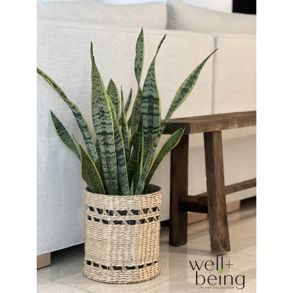 Cordyline Red Sister 1.72 Gallon Indoor/Outdoor Plant