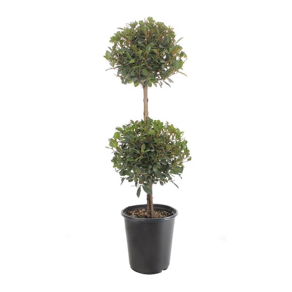 2.5 Qt. Eugenia 2Ball Shrub in Deco Pot