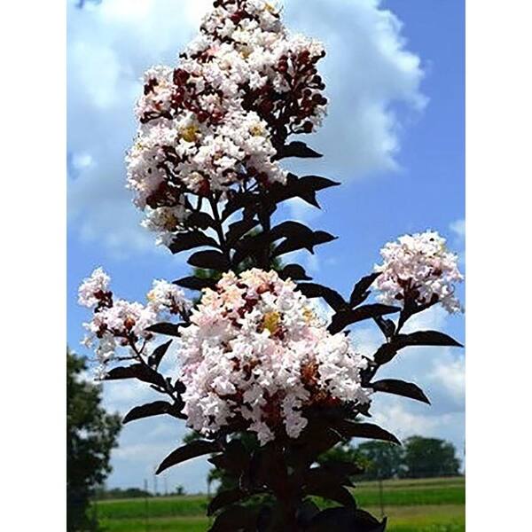 FIRST EDITIONS 4 in. x 4 in. x 10 in. Crape Myrtle Moonlight Magic Container