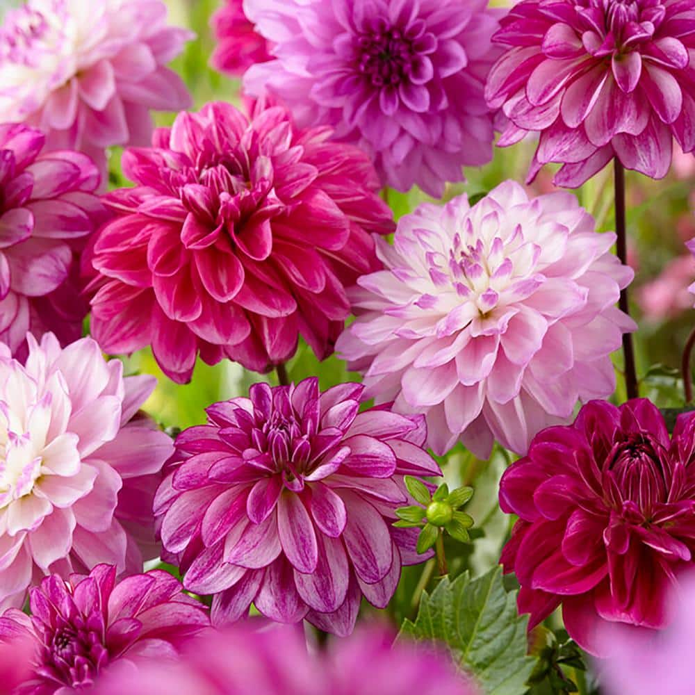 VAN ZYVERDEN Dahlias Seductive Arbawinnie Blend Bulbs (Set of 5