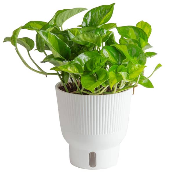 Costa Farms Trending Tropical Global Green Indoor Plant in 6 in. Self-Watering Pot