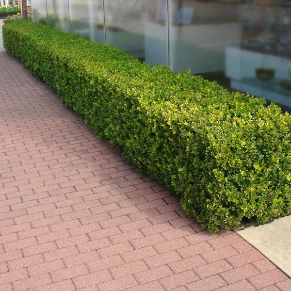 2.25 Gal. Boxwood Wintergreen Shrub