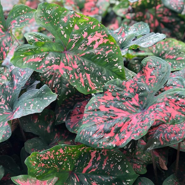 VAN ZYVERDEN Caladiums Fancy Leaf Freckles Bulbs (Set of 6)