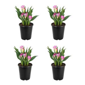 1 Qt. Calla Lily Assorted Pink in Grow Pot - (4-Pack)