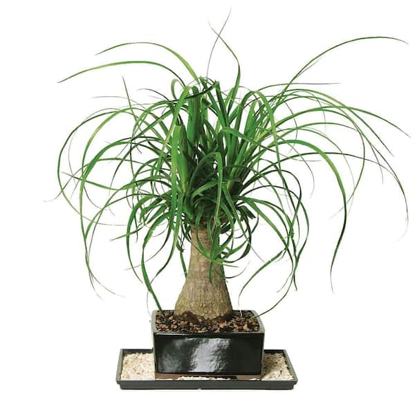 Brussel's Bonsai Ponytail Palm Bonsai Tree Indoor Plant in Ceramic Bonsai Pot Container, 6-Years Old, 12 to 20 in.
