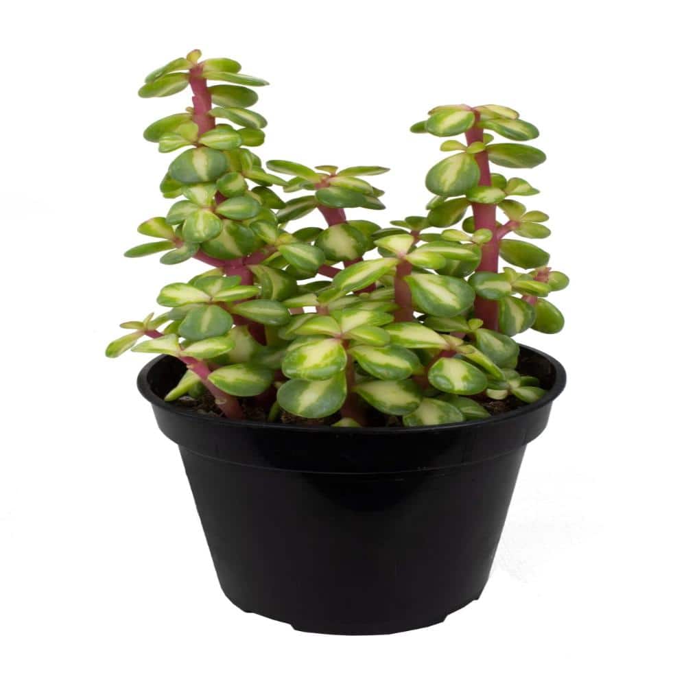 Midstripe Rainbow Bush - 4 Live Starter Plants - Portulacaria Mediopicta - Beautiful Colorful Succulent Houseplant price history on PriceWatchPro