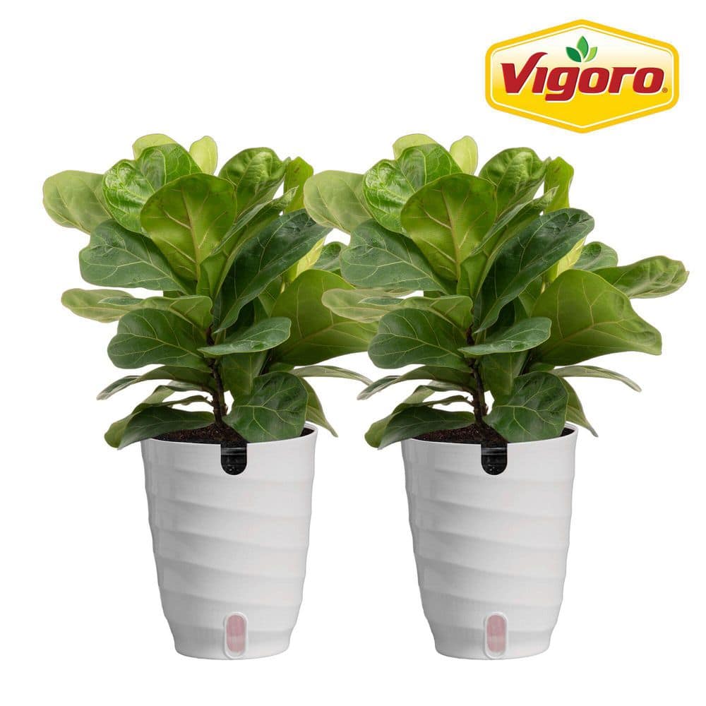 Vigoro Fiddle Leaf Fig Indoor Plant in 6 in. White Ribbed Plastic
