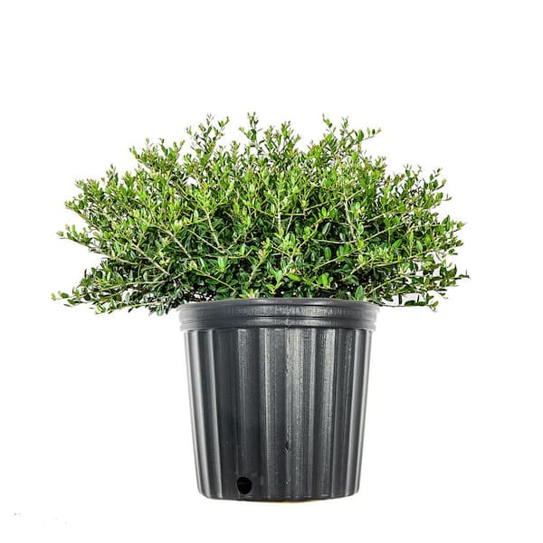Perfect Plants 3 Gal. Schilling's Holly in Grower's Pot, Dwarf Yaupon, Incredibly Hardy