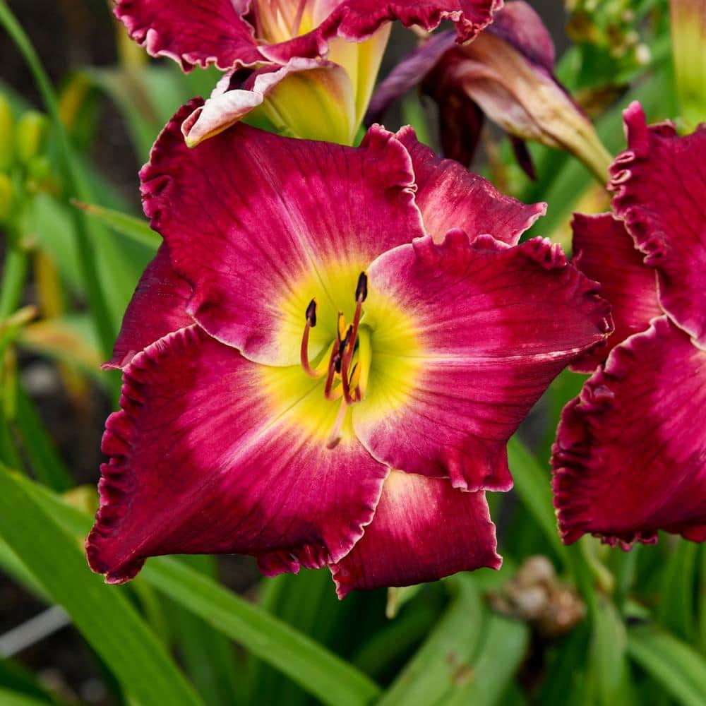 0.65 Gal. Rainbow Rhythm Blood, Sweat and Tears Live Perennial Plant, Red and Yellow Flowers (1-Pack) price history on PriceWatchPro