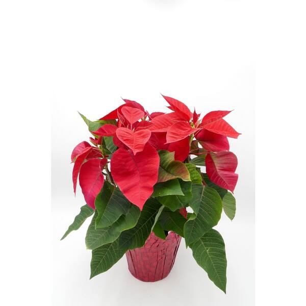 BELL NURSERY 6.5 in. Red Poinsettia Live Holiday Plant with Decorative