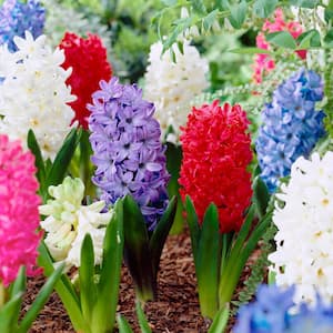 15/16 cm Hyacinth Bulbs Giant Mixed (Bag of 50)