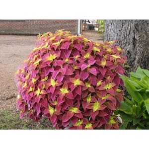 1.38 Pt. Coleus Plant Alabama Red/Yellow in 4.5 In. Grower's Pot (4-Plants)