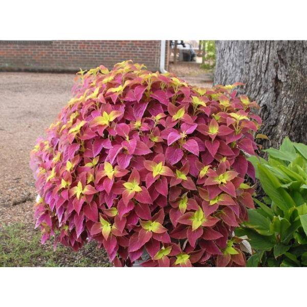1.38 Pt. Coleus Plant Alabama Red/Yellow in 4.5 In. Grower's Pot (4-Plants)