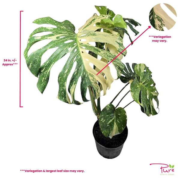 Pure Beauty Farms 1.9 Gal. Thai Constellation XL Monstera Deliciosa Live  Indoor Plant in Deco Weave Basket DC2GTHAICONXL - The Home Depot
