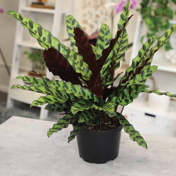 black succulent plant Aeonium 'Zwartkop' — Green Acres Nursery & Supply main image 1