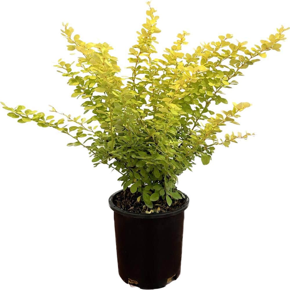 2.5 Qt. Golden Aurea Barberry Live Shrub
