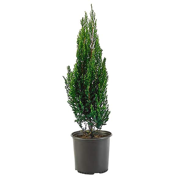 Unbranded 2.25 Gal. Blue Point Juniper Plant with Blue-Green Foliage