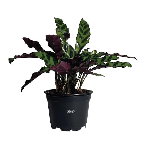 NATURE'S WAY FARMS Calathea Insignis Live Indoor Plant in Growers Pot Average Shipping Height 10 Inches Tall