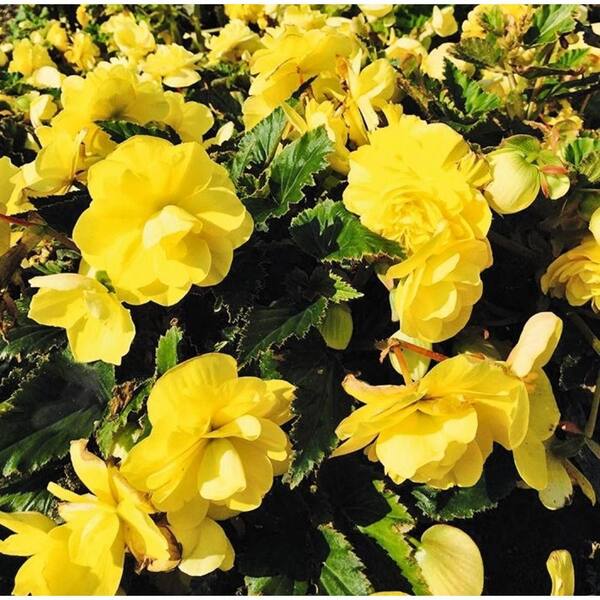 PROVEN WINNERS 4-Pack, 4.25 in. Grande Nonstop Joy Yellow (Tuberous Begonia) Live Plant, Yellow Flowers