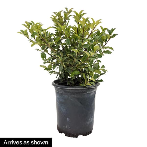 1 Gal. Pot Blue Prince Holly (Ilex), Broadleaf Evergreen Shrub (1-Pack)