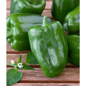 1.19 qt. Green Bell Sweet Pepper Plant (6-Pack)