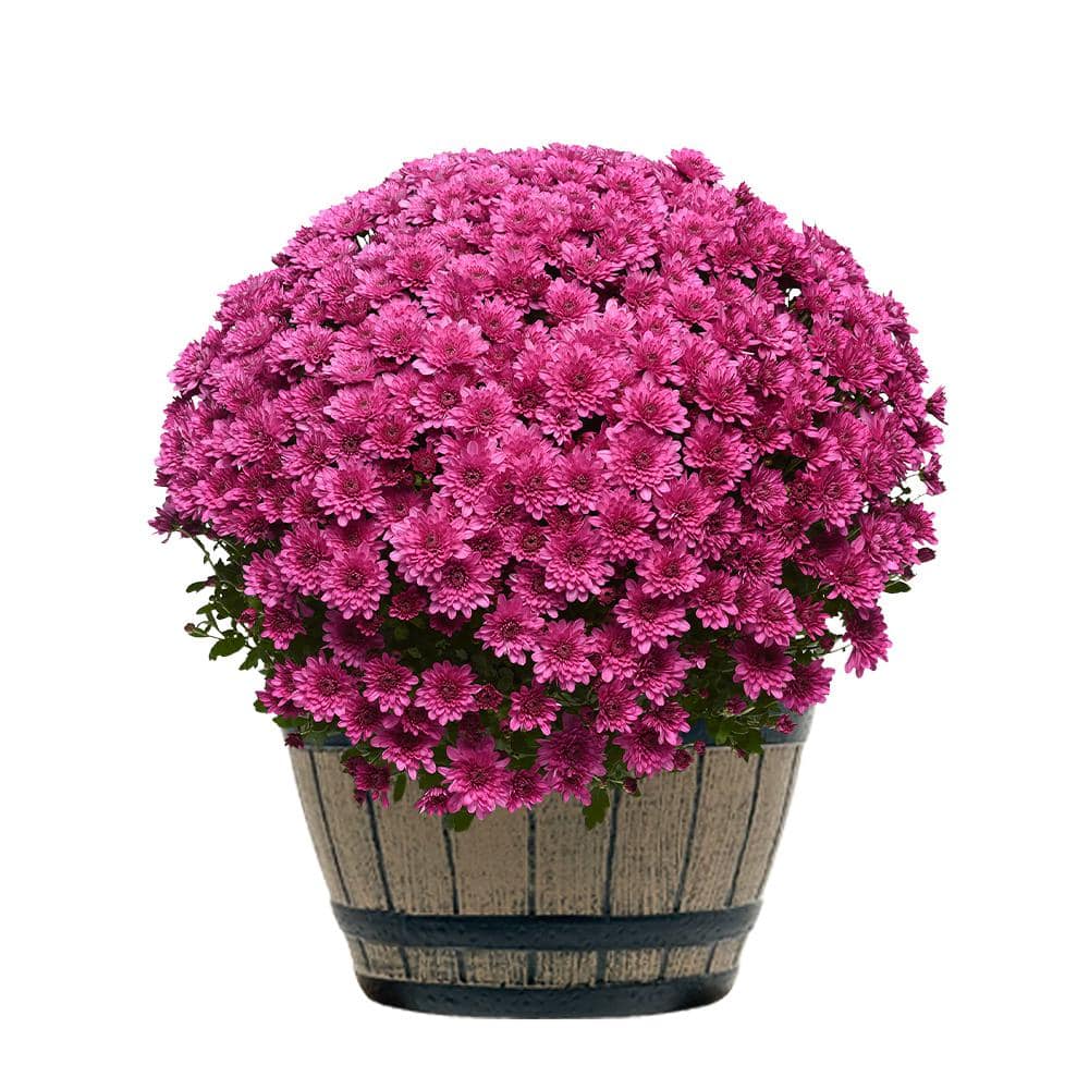 3 Qt. Chrysanthemum (Mum) Plant with Purple Flowers in Whiskey Barrel
