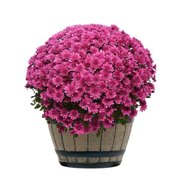 Unbranded 3 Qt. Chrysanthemum (Mum) Plant with Purple Flowers in Whiskey Barrel