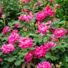 knock-out-rose-bushes-13155-66.3