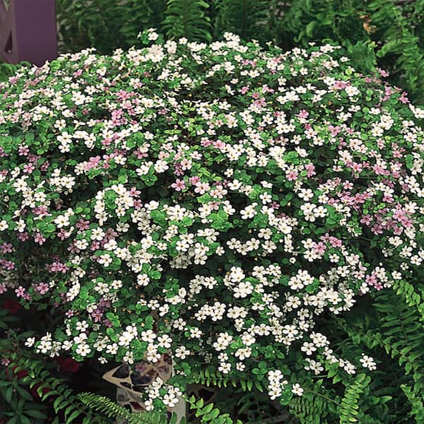 BELL NURSERY 4.5 in. Bacopa Live Plant