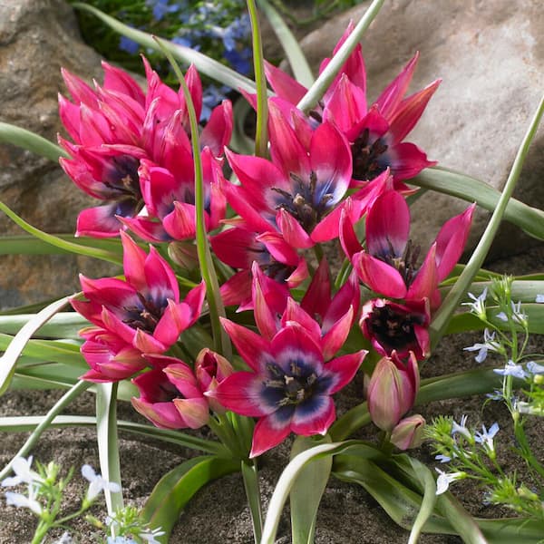 Garden State Bulb 6/Plus cm, Little Beauty Batalinii Tulip Flower Bulbs (Bag of 100)