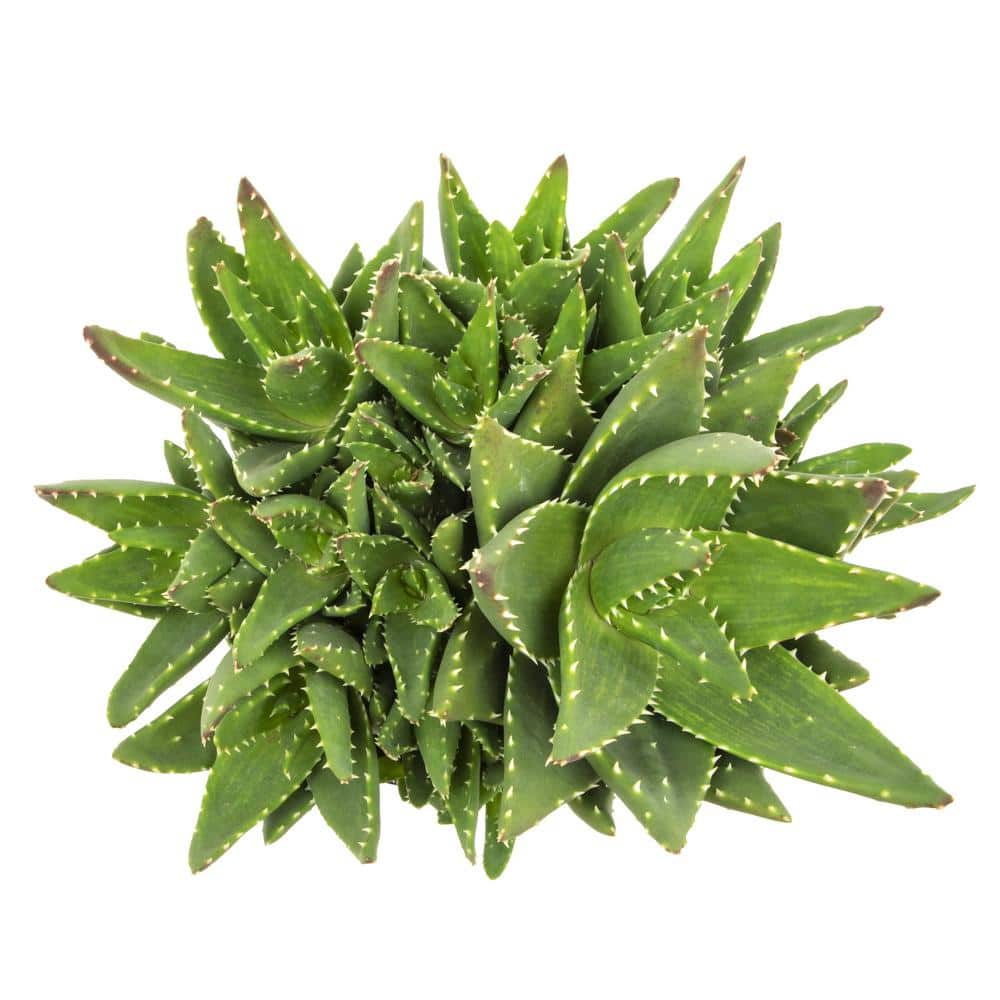 Aloe Nobilis Green Succulent in Purple Plastic Planter